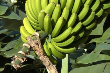 Racimo de Plátanos · Agricultura como tradición · San Andrés y Sauces